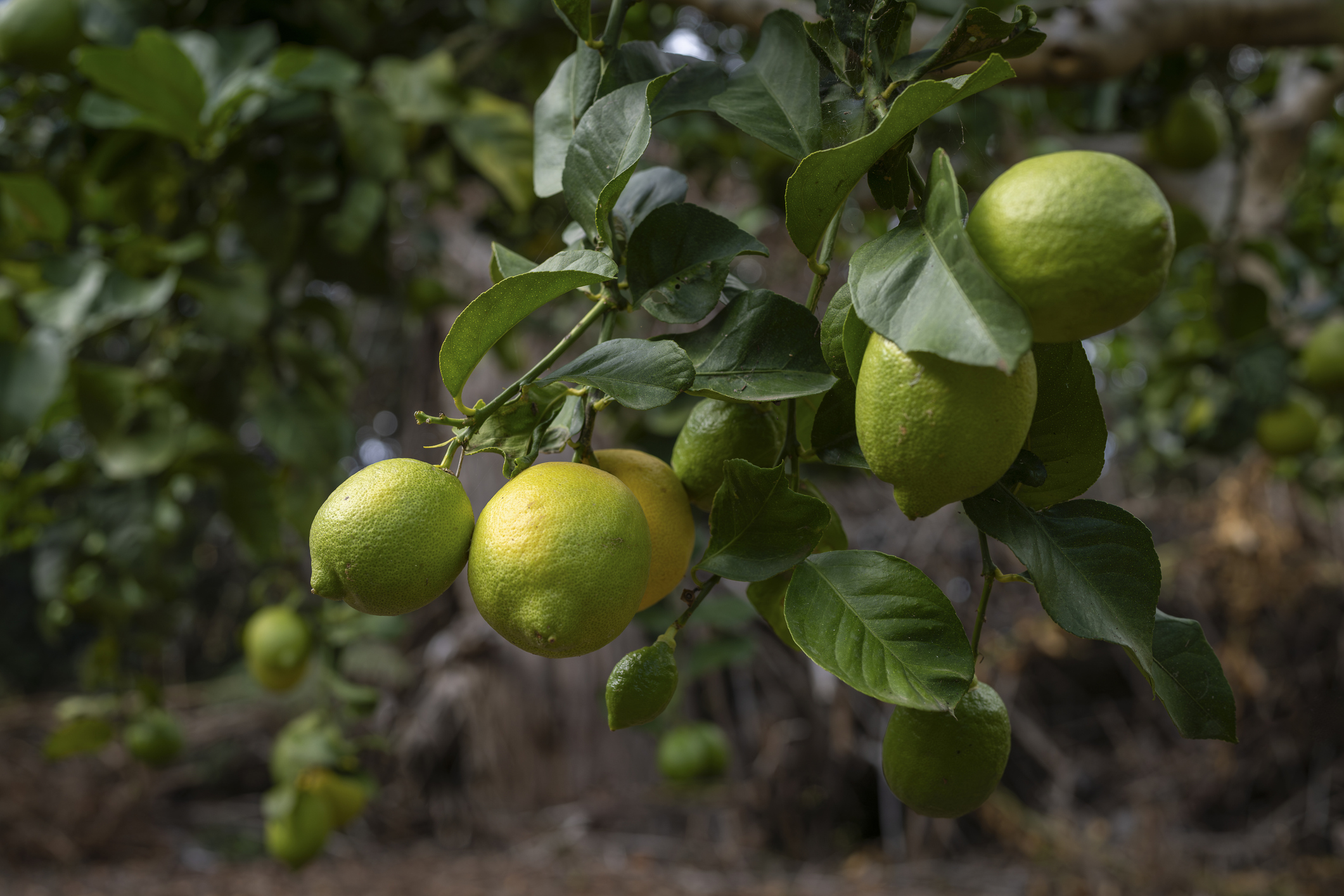 グリーンレモンとイエローレモンの違い
